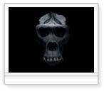 VW Skulls