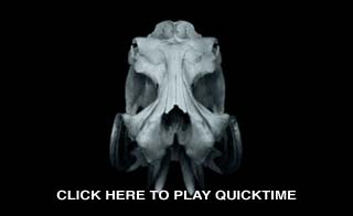 Click here to play QuickTime